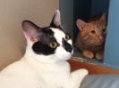 Oscar & Derek 1